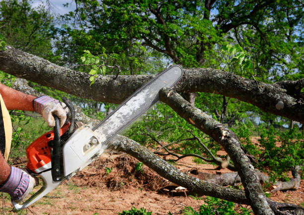 Best Tree and Shrub Care  in Frisco City, AL